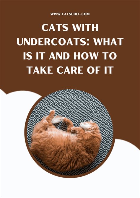 Cat Undercoat Conditioner