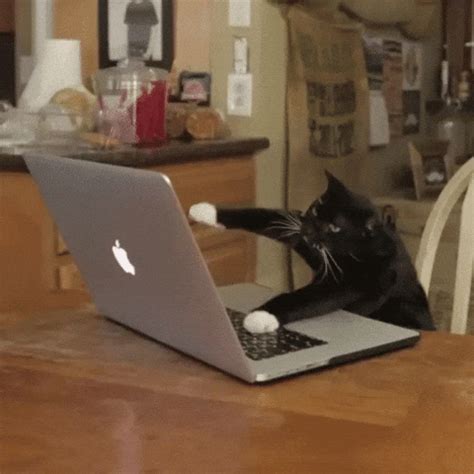 Cat Using Keyboard Gif