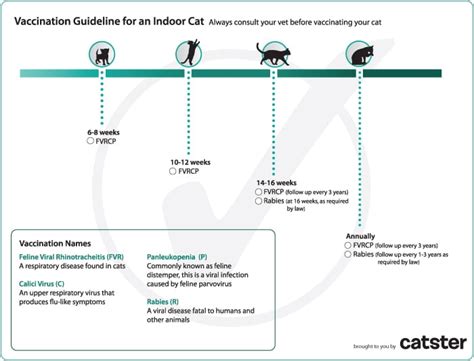 cat vaccination guide