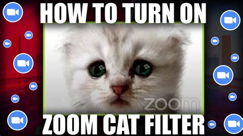 Cat Video Zoom Filter