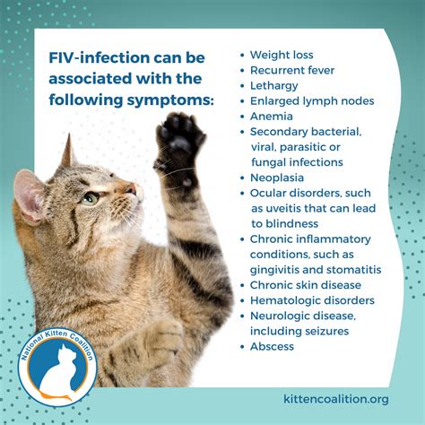 Cat Virus That Affects Humans