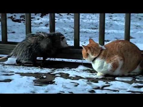cat vs possum fight