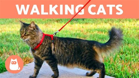 Cat Walking Tips