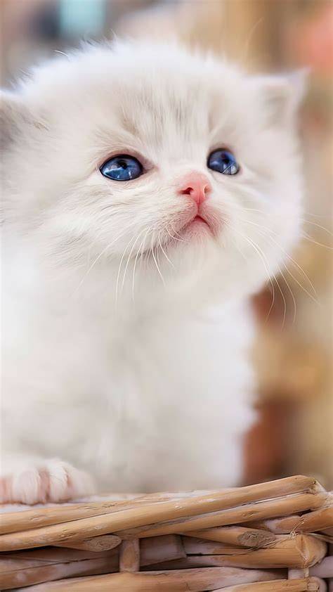 Cat iPhone Wallpapers