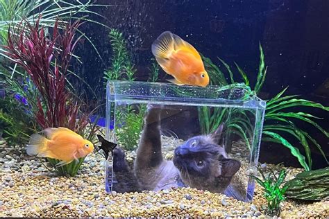 cat watching fish tank