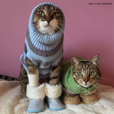 cat wearing a sweater