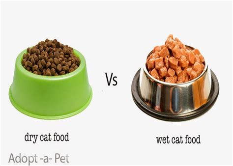 cat wet food vs dry food