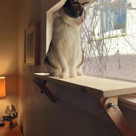 Cat Shelf Removable DIY YouTube