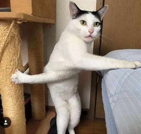 Cat With Arms Meme