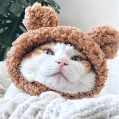 cat with bear hat