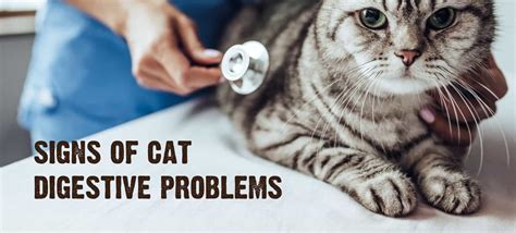 Cat With Digestive Problems