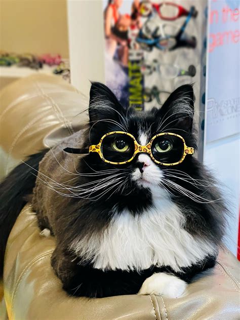cat with glasses