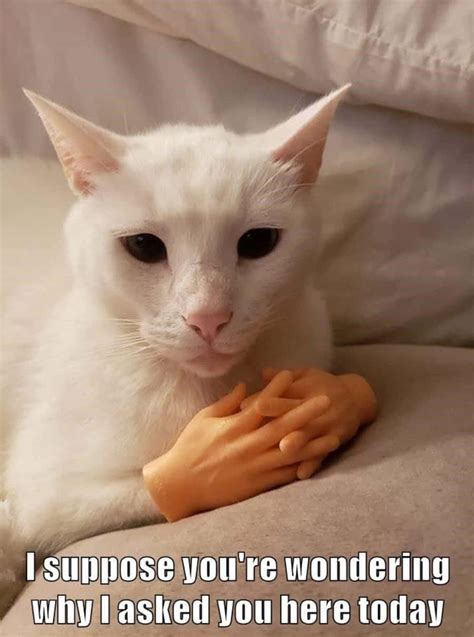 Cat With Hands Out Meme