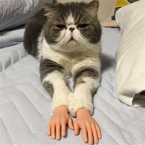 Cat With Human Hands Meme