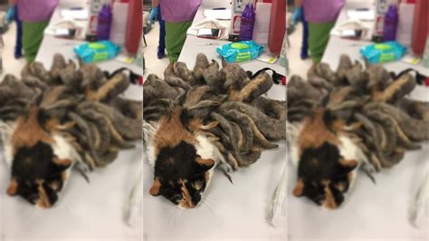 Cat With Matted Fur Dreadlocks