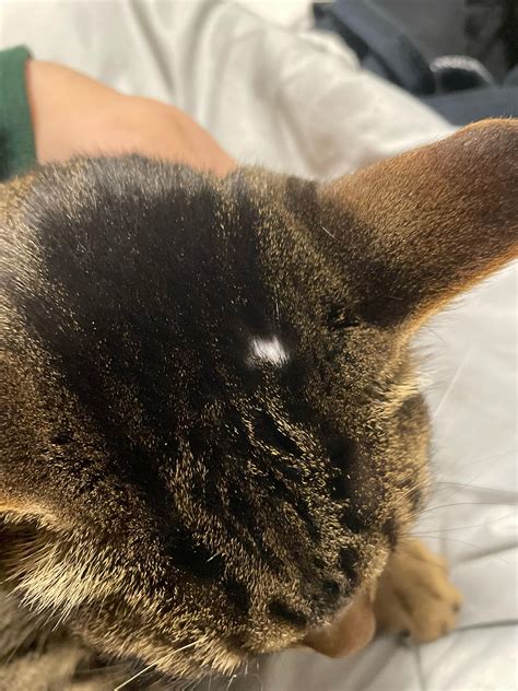 Cat With Patch Of Fur Missing