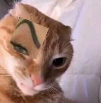 cat with raised eyebrow