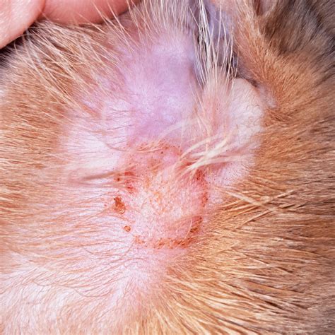 cat with ringworm
