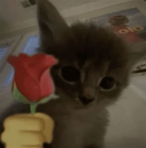 The Enigmatic Cat with Rose: A Tale of Grace and Mystery