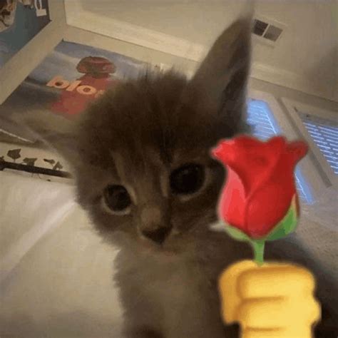 Cat With Rose Meme