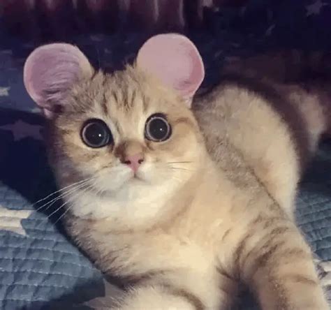 cat with rounded ears