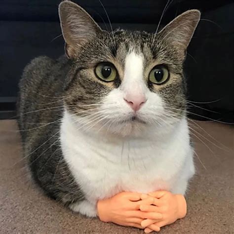 Cat With Small Hands Meme