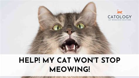 cat won't stop meowing