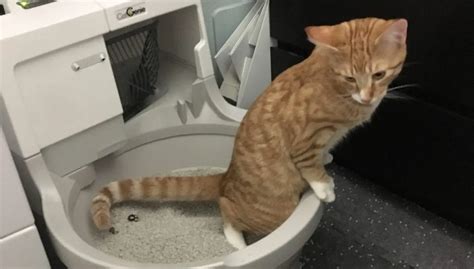 Cat Won't Stop Peeing In Front Of Litter Box