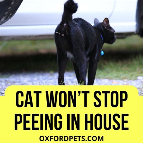 Cat Won't Stop Peeing On Everything