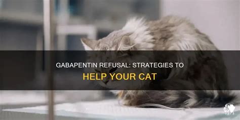 cat won't take gabapentin