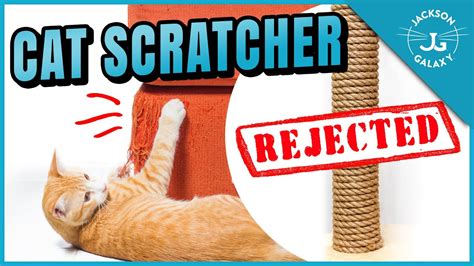 Cat Won't Use Scratching Post