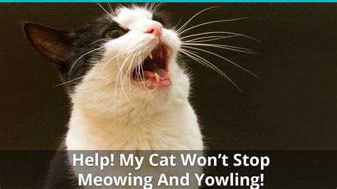 cat won t stop meowing