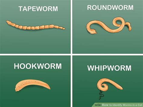 Cat Worm Identification