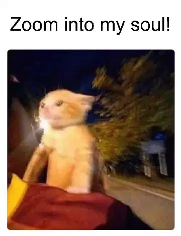 Cat Zooming Meme
