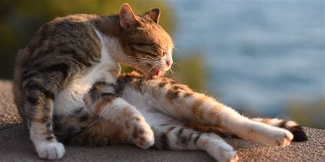 Cat Bite Care Groomer to Groomer