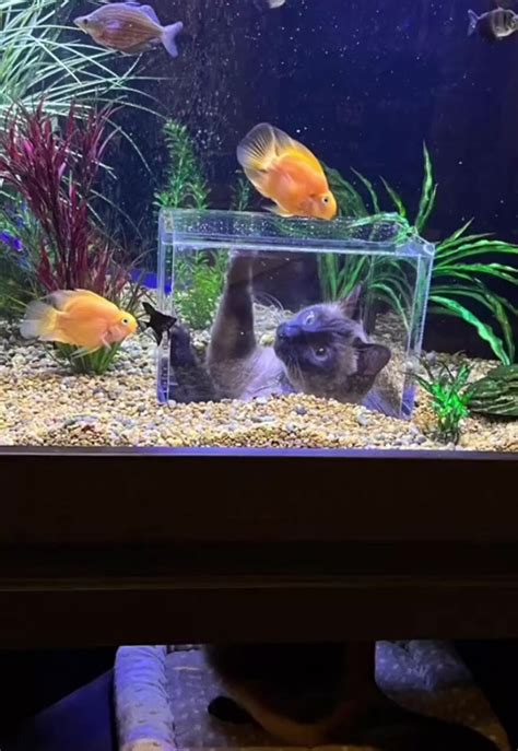 cat-friendly fish tank