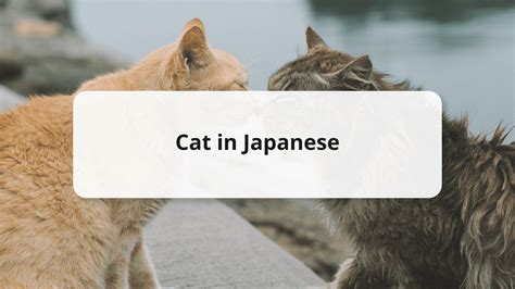 How to say "Kitten" in Japanese YouTube