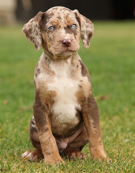 catahoula leopard dog with cats