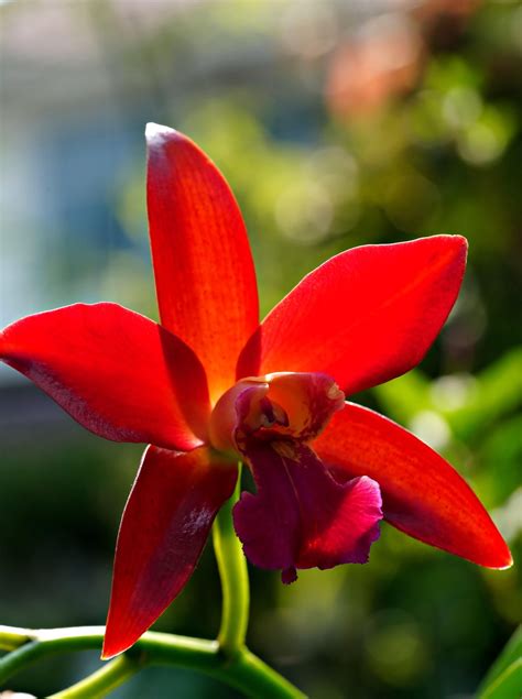 Cataleya Flower