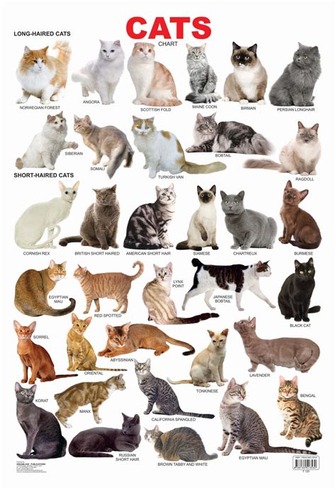 Catalog Cats Pdf