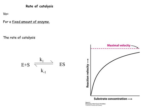 Catalysis Enzyme Rate