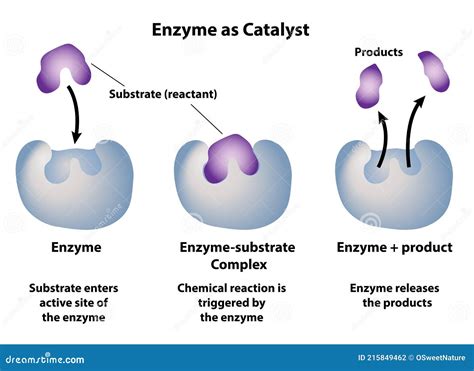 Catalyst In A Biochemical Reaction That Is Usually A Complex