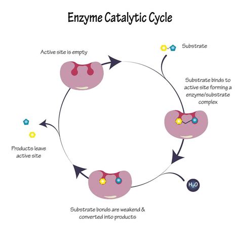Catalytic Enzyme Function