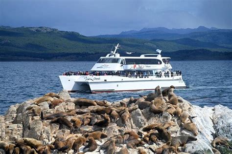 Seal & Bird Island Catamaran Tour: A Complete Review