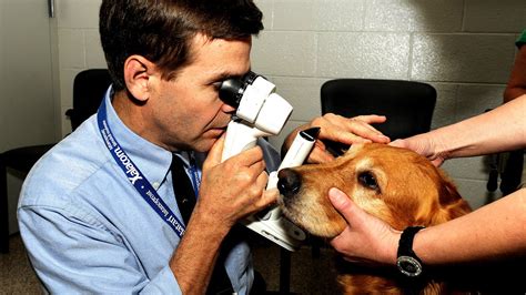 cataract surgery cost for dogs