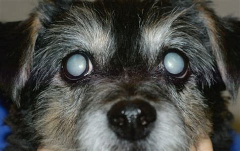 cataract surgery for dogs