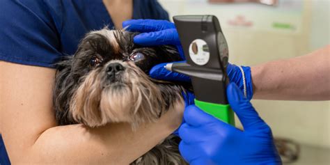 cataract surgery for dogs near me cost