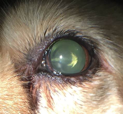 cataracts in dogs age