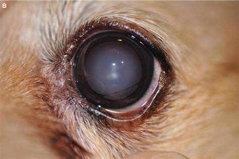 cataracts in dogs eyes symptoms