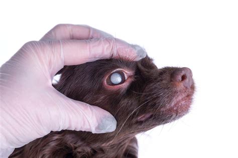 cataracts in small dogs